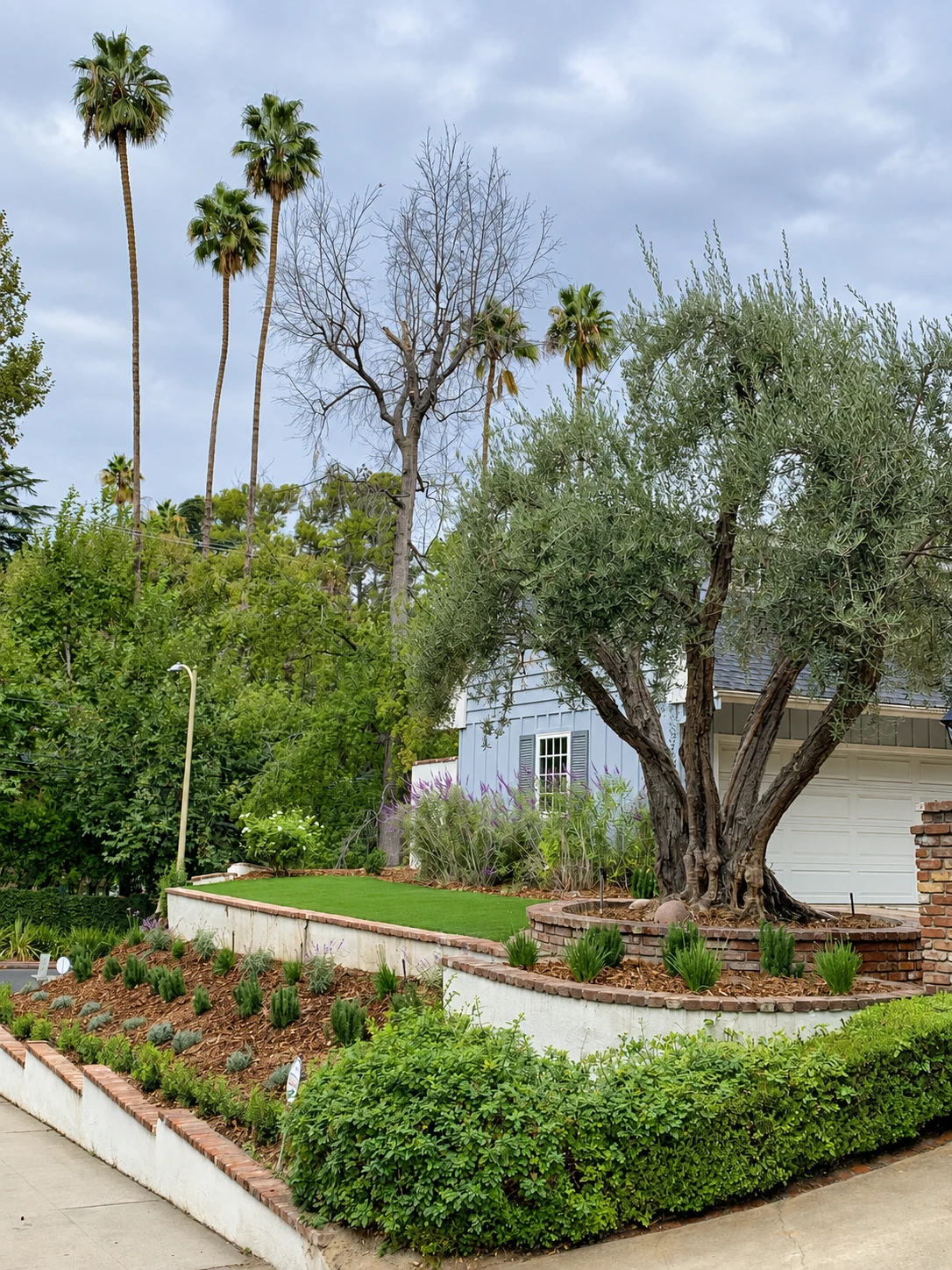 Layered planting around established trees