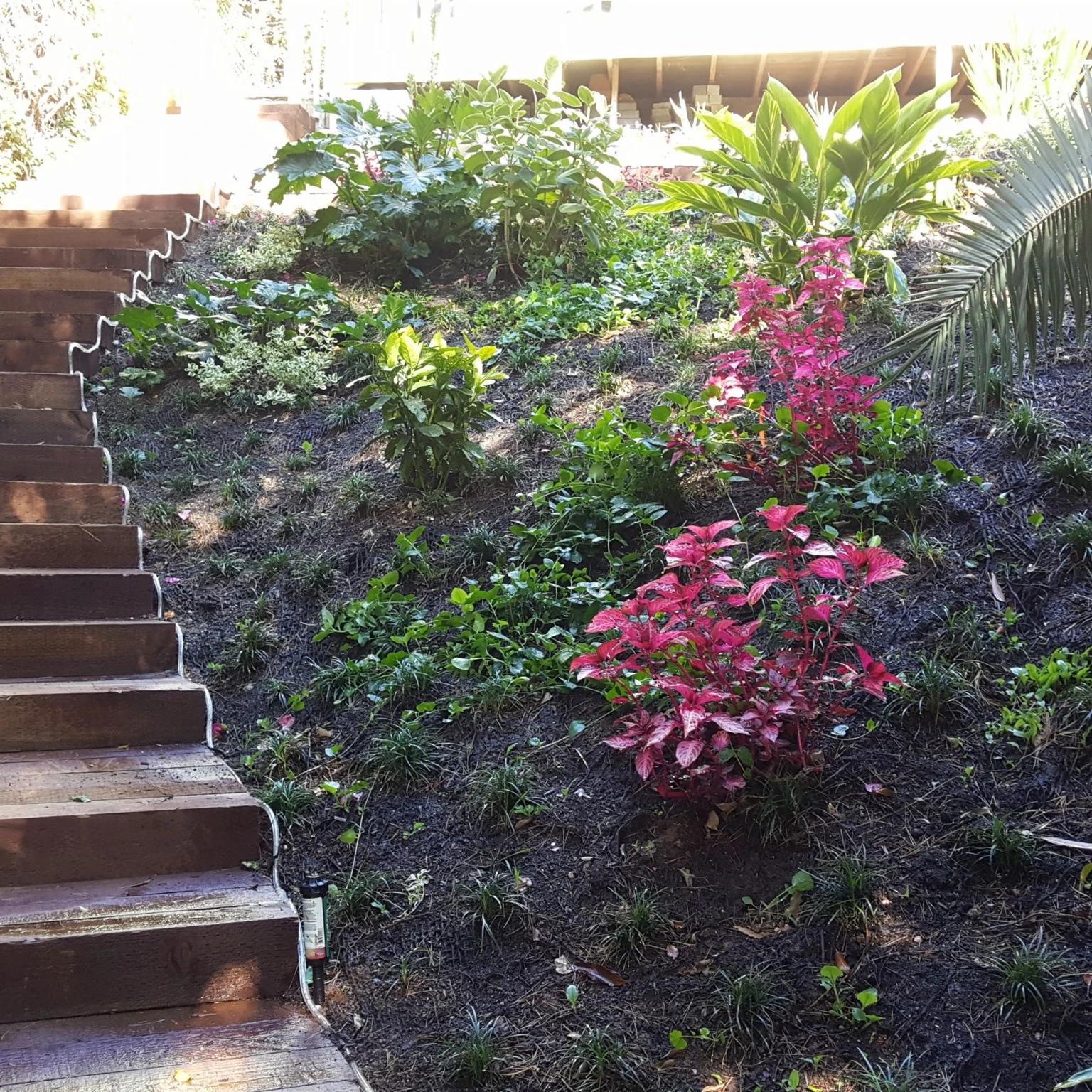 Lush planting and flowering borders